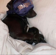 a black dog laying on top of a bed wearing a purple hat with the word empire park written on it