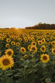 sunflowers are blooming in the field at sunset