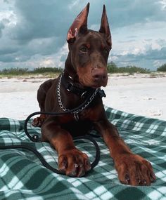 a brown dog laying on top of a blanket