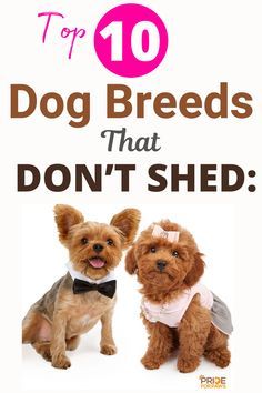 two small dogs wearing bow ties with the words top 10 dog breeds that don't shed