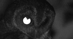 an owl is looking at the camera with its eyes wide open in black and white