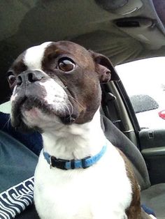 a brown and white dog sitting in the back seat of a car looking up at something