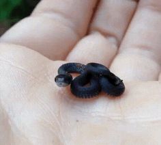 a tiny black animal sitting in the palm of someone's hand