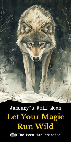 a wolf is walking through the snow in front of trees and bushes with text that reads, january's wolf moon let your magic run wild