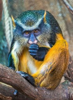 a yellow and black monkey sitting on top of a tree branch with its hand in it's mouth