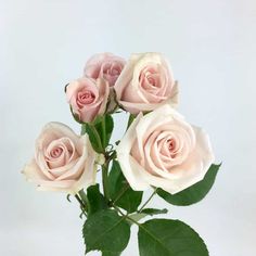 a vase filled with pink roses on top of a table