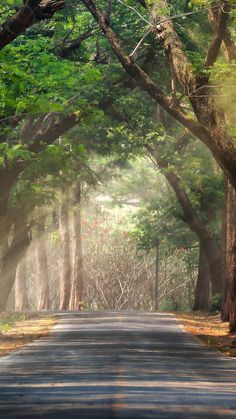 an empty road surrounded by trees in the middle of the forest with sunbeams