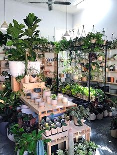 a room filled with lots of potted plants