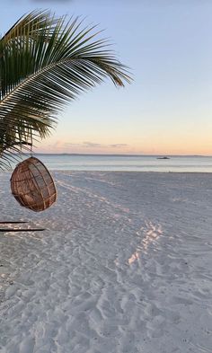 a hammock hanging from a palm tree on the beach