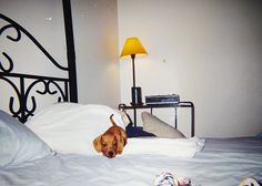 a brown dog laying on top of a white bed