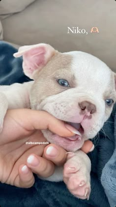 a person holding a small white dog in their lap with the caption's name on it