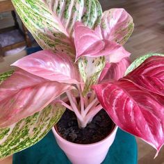 a potted plant with pink and green leaves