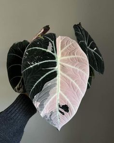 a person holding up a large green and white leaf in their hand, against a gray background