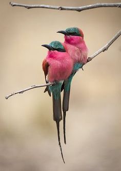 two colorful birds sitting on top of a tree branch