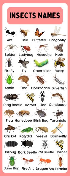 Insects Names in English Insect Names In English, Insects With Names, Insect Identification, Insects Names, Animals Name In English, English Word Book, English Learning Books, English Activities For Kids, Butterfly Dragonfly