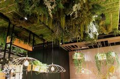 plants hanging from the ceiling in front of a wooden wall and green planters on it