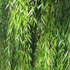 the branches of a bamboo tree are green