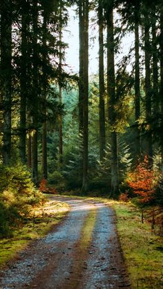 a dirt road in the middle of a forest