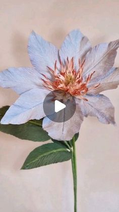 a white flower with pink stamen and green leaves