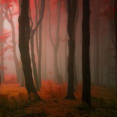 trees in the fog with red leaves on them