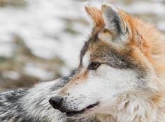 a close up of a wolf in the snow