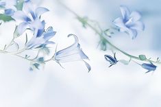 some blue flowers on a white background with blurry image in the middle and bottom