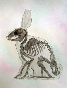 a drawing of a skeleton rabbit sitting down