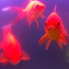 three goldfish swimming in an aquarium together