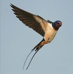 a bird flying through the air with its wings spread