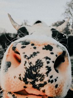 the nose of a cow with black spots on it's face