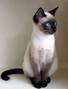 a siamese cat with blue eyes sitting on a white surface and looking at the camera