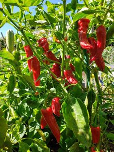 red peppers growing in the garden with green leaves and blue sky behind them on a sunny day