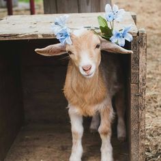 a small goat with flowers on its head