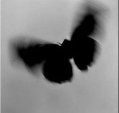 a blurry image of a butterfly flying in the air with it's wings spread