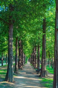 a dirt road surrounded by tall trees and green grass on both sides with a bench in the middle