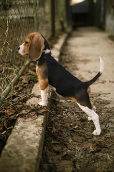 a beagle puppy standing on the side of a road next to a chain link fence