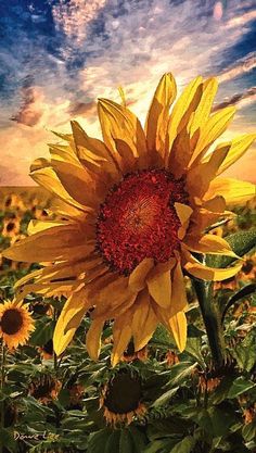 a large sunflower standing in the middle of a field with blue sky and clouds