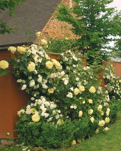 white roses growing on the side of a house