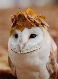 an owl with leaves on its head