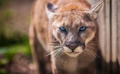 a close up of a mountain lion near a wooden fence with grass in the background