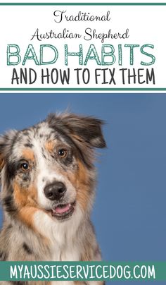 a dog with the words australia shepherd, bad habitts and how to fix them