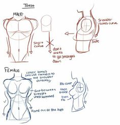 how to draw female torsos with different angles and sizes for each body shape, from the waist up to the chest down