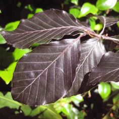 the leaves of a tree are brown in color and dark green foliage is behind them