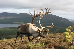 a reindeer with large antlers walking on the side of a hill