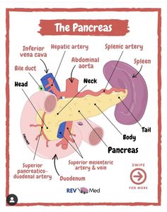 the pancreas and its major functions are labeled in this diagram, which shows how they