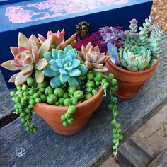 three potted succulents are sitting on a wooden table next to a blue box