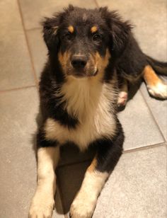 a black and white dog laying on the floor next to a tile flooring area