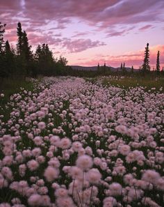 a field full of white flowers under a purple and pink sky with trees in the background