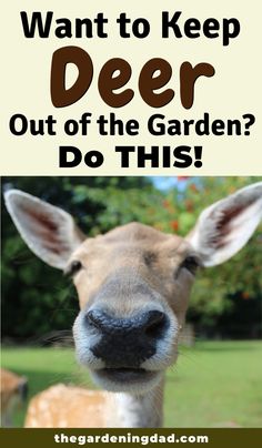 a deer with the words want to keep deer out of the garden? do this