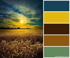 the sun is setting over a wheat field with blue skies and yellow grass in the foreground